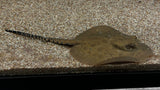Pearl Stingray Hybrid (Potamotrygon sp.)