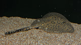 Pearl Stingray Hybrid (Potamotrygon sp.)