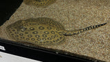 Pearl Stingray Hybrid (Potamotrygon sp.)