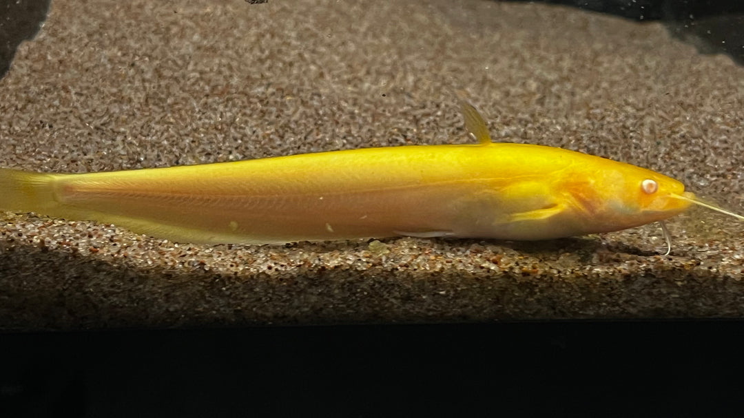 Albino Chinese Wels Catfish (Silurus asotus)
