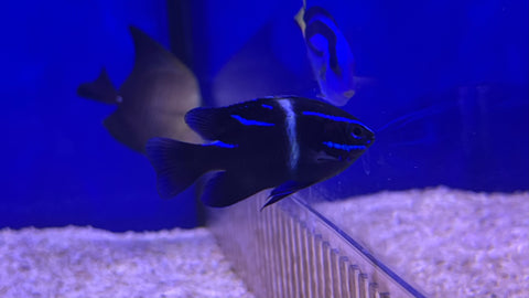 Neon Blue Velvet Damselfish (Paraglyphidodon oxyodon)