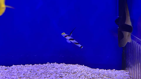 Yellow Rose Antenna / Hifin Red Banded Goby (Stonogobiops nematodes)