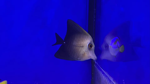 Bown / Scopas Tang (Zebrasoma scopas)