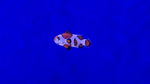Orange Storm Clownfish (Amphiprion ocellaris) - Captive Bred