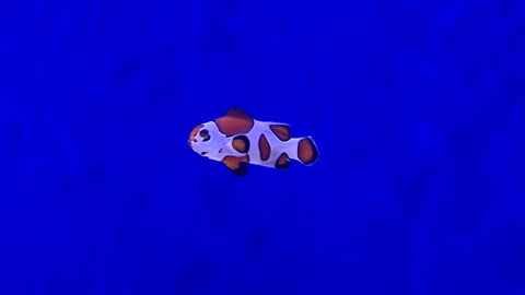 Orange Storm Clownfish (Amphiprion ocellaris) - Captive Bred