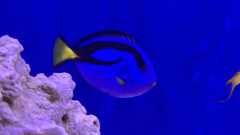Blue Hippo Tang (Paracanthurus hepatus)