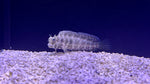 Lawnmower Blenny (Salarias fasciatus)