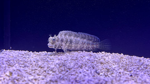 Lawnmower Blenny (Salarias fasciatus)