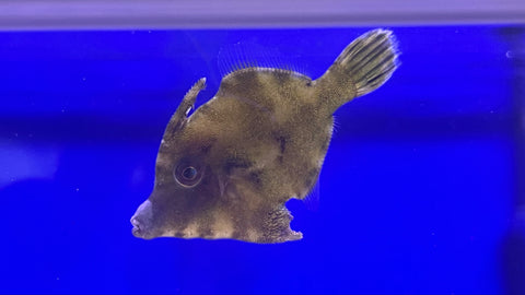 Aiptasia Eating Filefish (Acreichthys tomentosus)