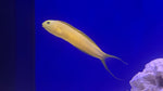 Canary Yellow Blenny (Meiacanthus oualanensis)