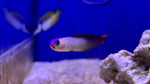 Purple Firefish (Nemateleotris decora)