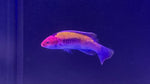 Orange Back Fairy Wrasse (Cirrhilabrus aurantidorsalis)