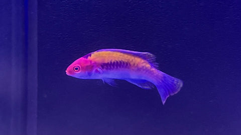 Orange Back Fairy Wrasse (Cirrhilabrus aurantidorsalis)