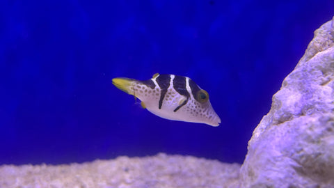 Saddle Valentini Puffer (Canthigaster valentini)