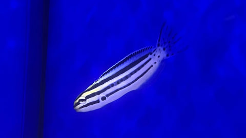 Striped Cateye Zebra Blenny (Meiacanthus grammistes)