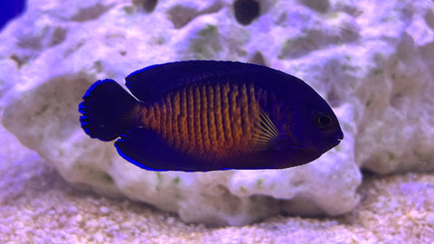 Coral Beauty Angelfish (Centropyge bispinosa)