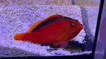 Flame Hawkfish (Neocirrhites armatus)
