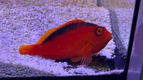 Flame Hawkfish (Neocirrhites armatus)