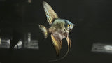 Wide Fin Pinoy Angelfish (Pterophyllum scalare sp.)