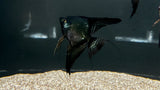 Wide Fin Pinoy Angelfish (Pterophyllum scalare sp.)