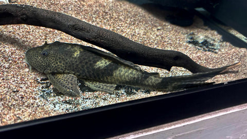 Hypostomus sp. - WYSIWYG