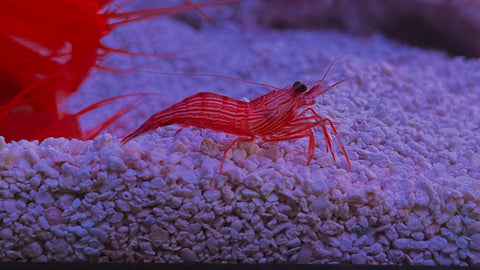 Peppermint Shrimp (Lysmata wurdemanni complex)
