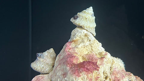 Astraea Turbo Snail (Astraea tecta)