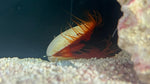 Electric Flame Scallop (Lima sp.)