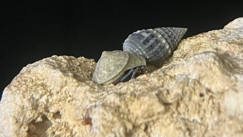 Blue Leg Hermit Crab (Clibanarius tricolor)