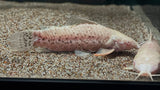 Albino Hoplo Catfish (Megalechis thoracata)