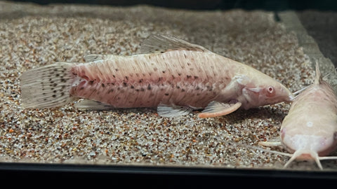 Albino Hoplo Catfish (Megalechis thoracata) - Large