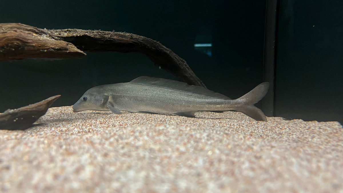 Dolphin Whale Fish (Mormyrus Rume) – The Waterfront SLC