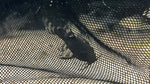 Synodontis aterrimus