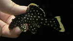 L-177 Goldseam Gold Nugget Pleco (Baryancistrus xanthellus)