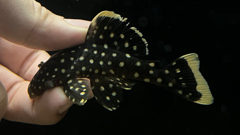 L-177 Goldseam Gold Nugget Pleco (Baryancistrus xanthellus)