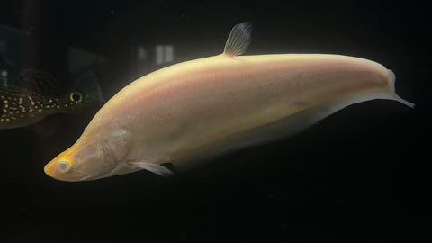 Albino Clown Knifefish (Chitala Ornata) - Large