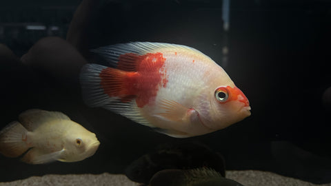 Santa / Kohaku Parrot - WYSIWYG
