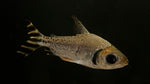 Flagtail (Semaprochilodus insignis)