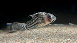 Schwartzi Corydora