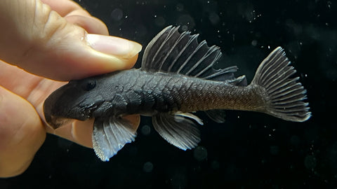 L-332 Green Chubby Pleco (Parancistrus sp.)