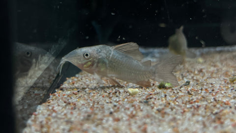 Emerald Corydora (Brochis splendens) - Small