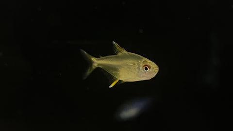 Lemon Tetra (Hyphessobrycon pulchripinnis)
