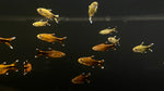 Silvertip Tetra (Hasemania nana)