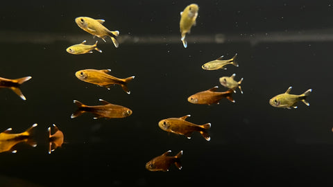 Silvertip Tetra (Hasemania nana)