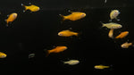 Albino Silvertip Tetra (Hasemania nana)