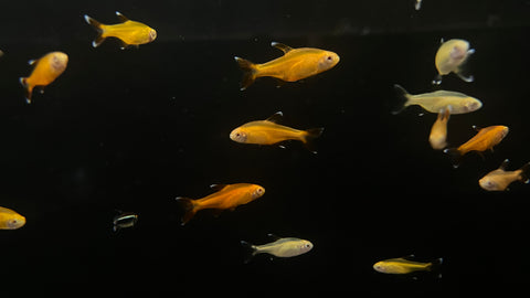 Albino Silvertip Tetra (Hasemania nana)