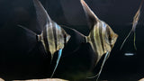 Altum Angelfish "Rio Orinoco" (Pterophyllum altum) - Group of 3
