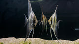 Altum Angelfish "Rio Orinoco" (Pterophyllum altum) - Group of 3
