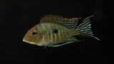 Red Head Tapajos (Geophagus pyrocephalus)