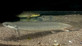 Senegal Bichir (Polypterus senegalus)